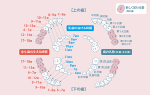 小児歯科｜すわ歯科医院